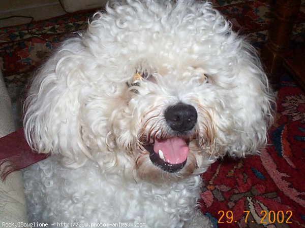 Photo de Bichon  poil fris