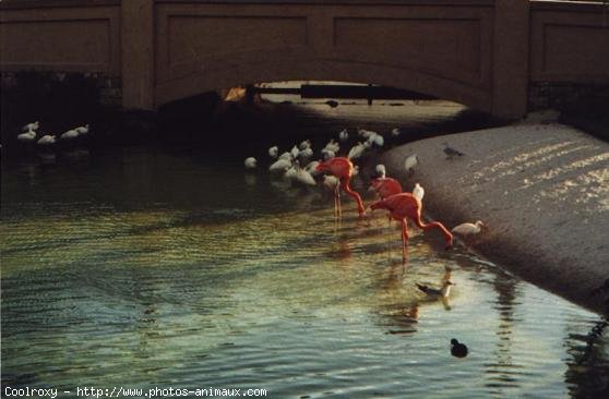 Photo de Flamand rose