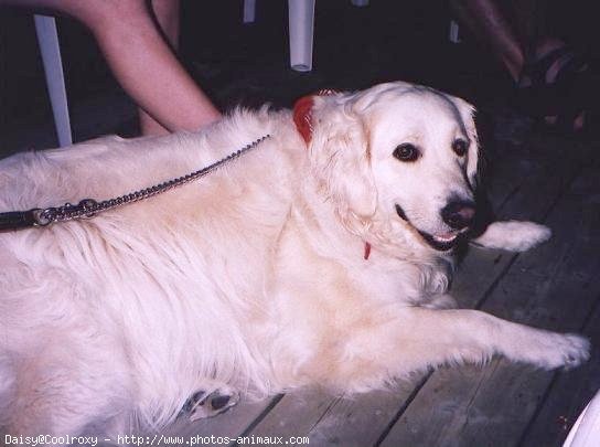 Photo de Golden retriever