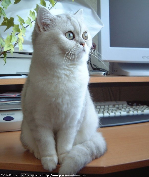 Photo d'Exotic shorthair