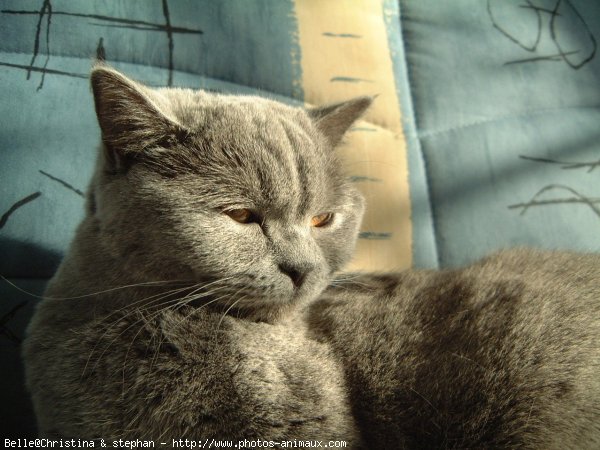 Photo de British shorthair