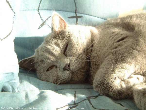 Photo de British shorthair