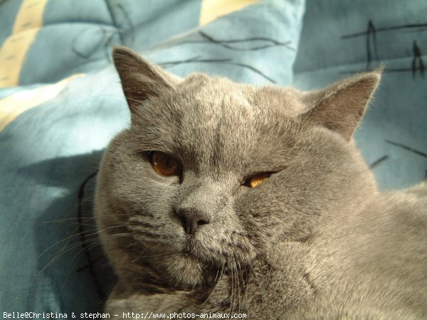 Photo de British shorthair