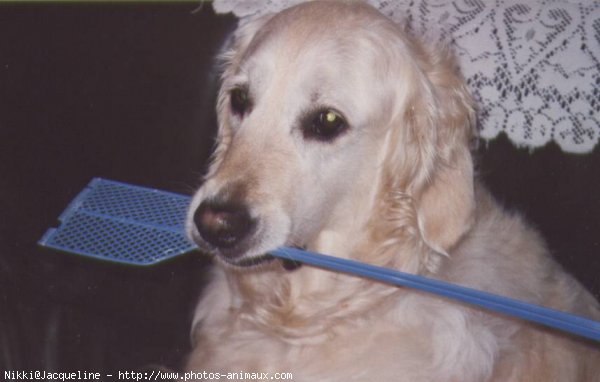 Photo de Golden retriever