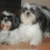 Photo de Shih tzu