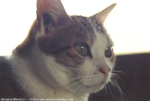 Photo de Chat domestique