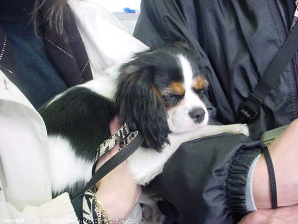 Photo de Cavalier king charles spaniel