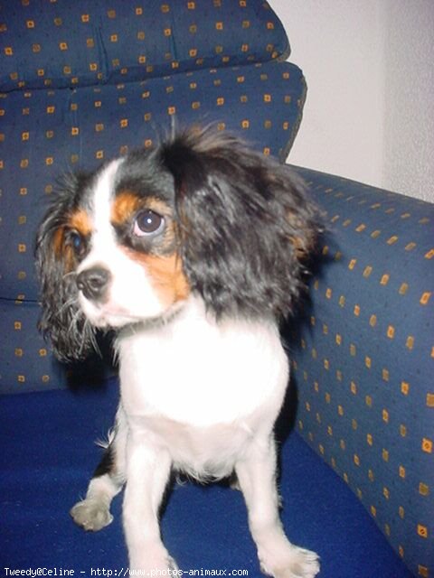 Photo de Cavalier king charles spaniel