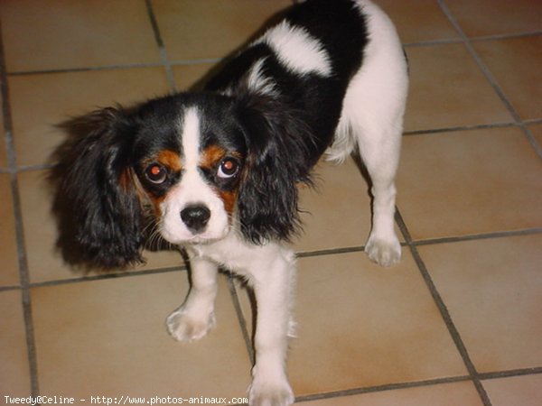 Photo de Cavalier king charles spaniel