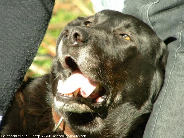 Photo de Labrador retriever