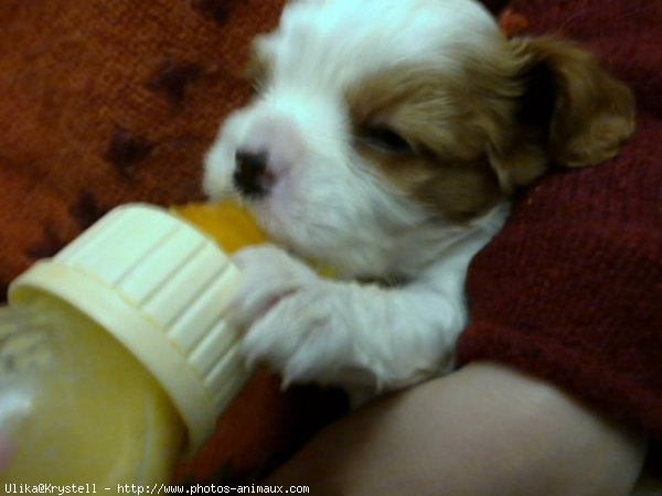 Photo de Cavalier king charles spaniel