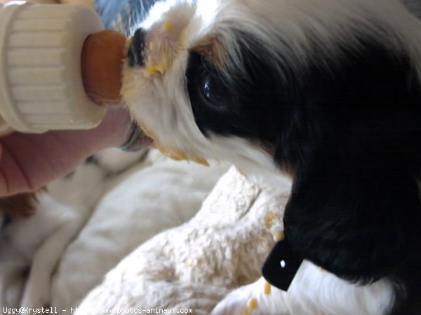 Photo de Cavalier king charles spaniel