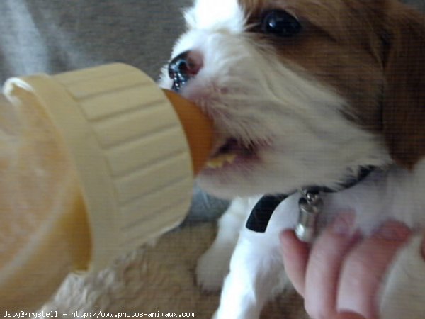 Photo de Cavalier king charles spaniel