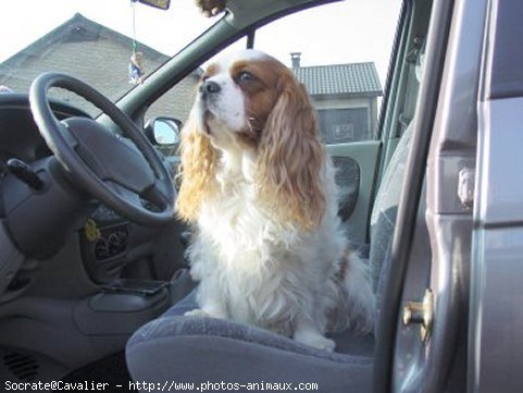 Photo de Cavalier king charles spaniel