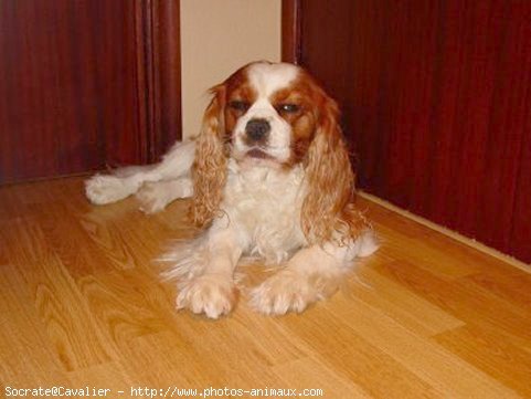 Photo de Cavalier king charles spaniel