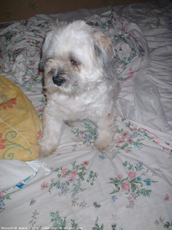 Photo de Lhassa apso