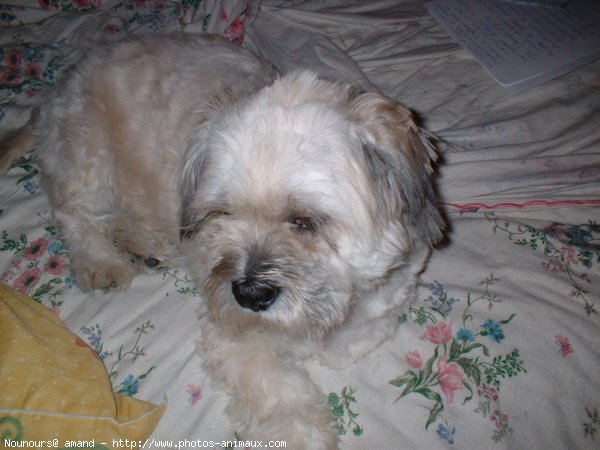 Photo de Lhassa apso