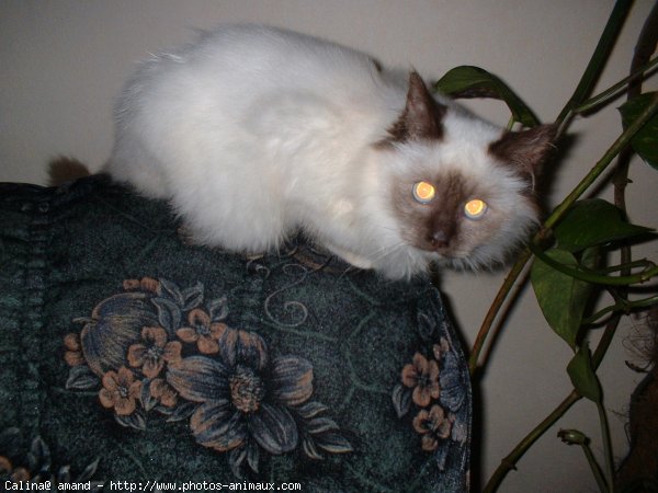 Photo de Sacr de birmanie