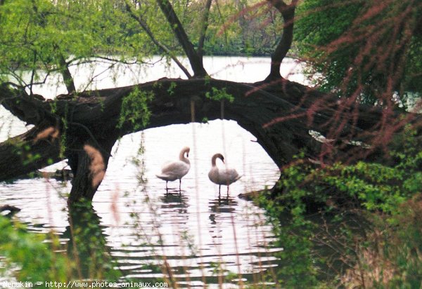 Photo de Cygne