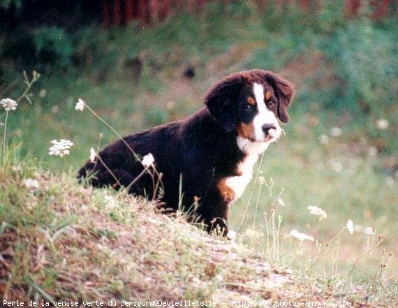 Photo de Bouvier bernois