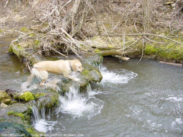 Photo de Golden retriever