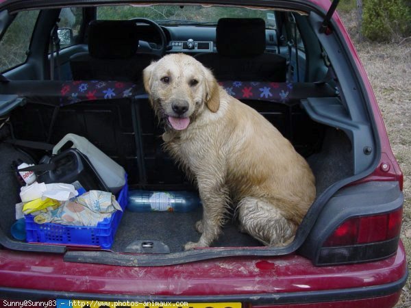 Photo de Golden retriever