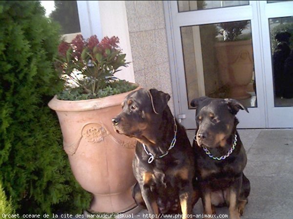 Photo de Rottweiler