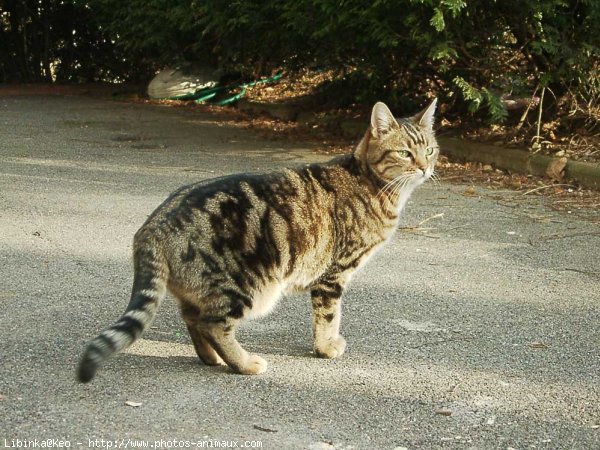 Photo de Chat domestique