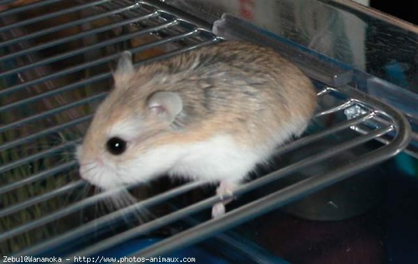 Photo de Hamster