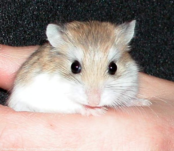 Photo de Hamster