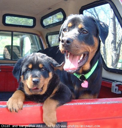 Photo de Rottweiler