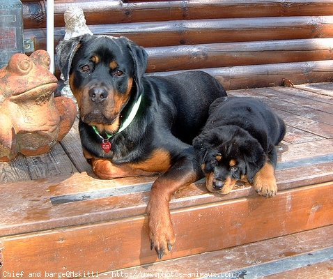 Photo de Rottweiler