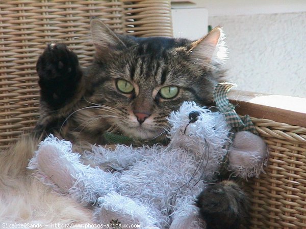 Photo de Chat domestique