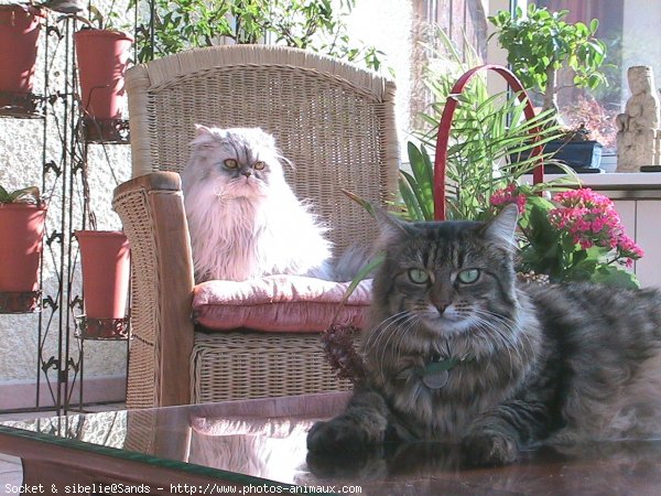 Photo de Races diffrentes