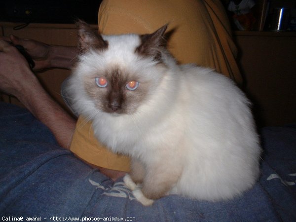 Photo de Sacr de birmanie