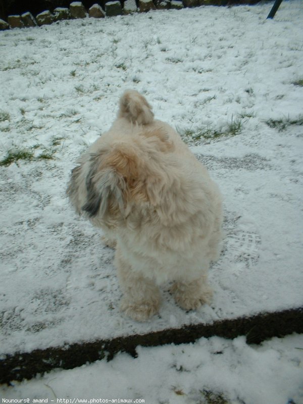 Photo de Lhassa apso