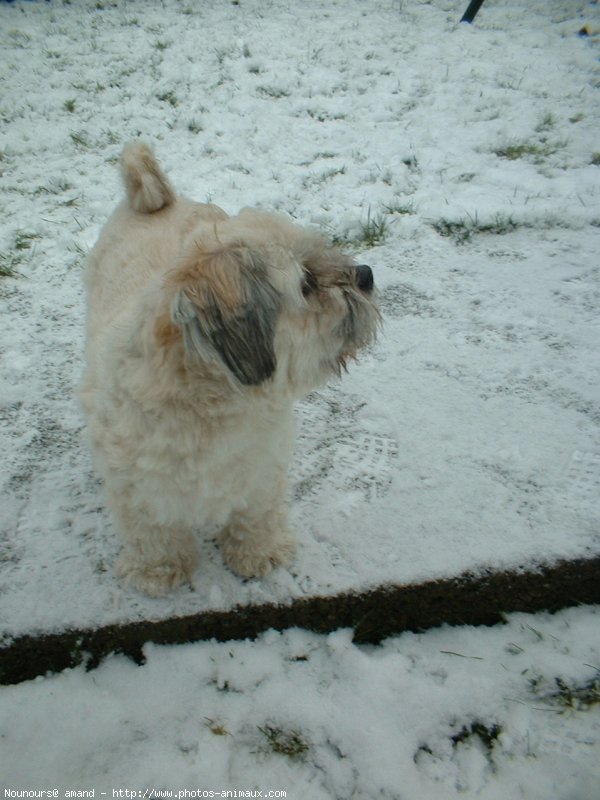 Photo de Lhassa apso