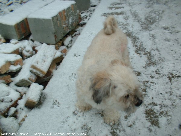 Photo de Lhassa apso