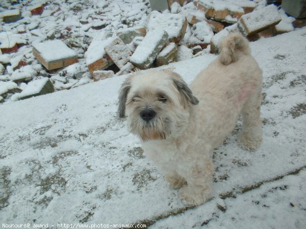 Photo de Lhassa apso