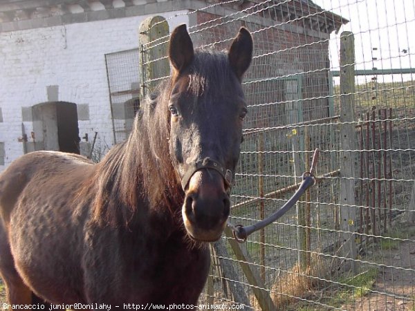 Photo de Races diffrentes