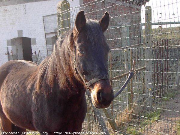 Photo de Races diffrentes