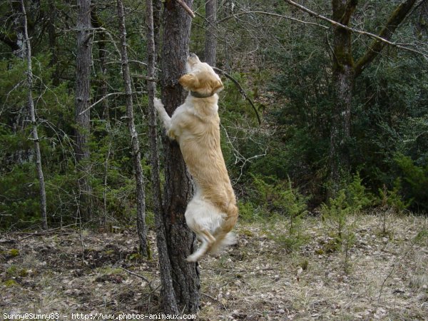 Photo de Golden retriever