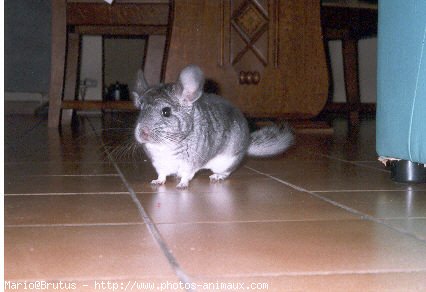 Photo de Chinchilla