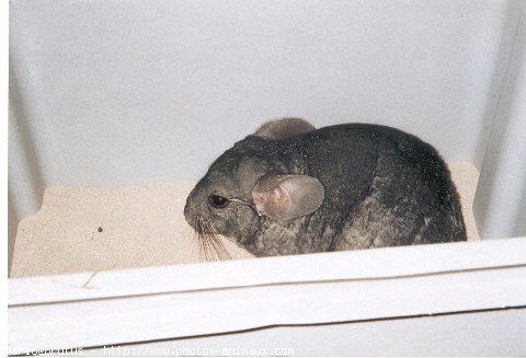 Photo de Chinchilla