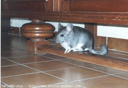 Photo de Chinchilla