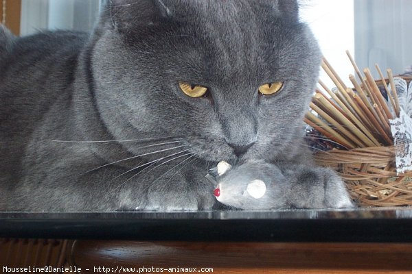 Photo de Chartreux