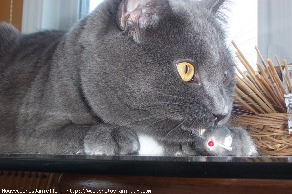 Photo de Chartreux