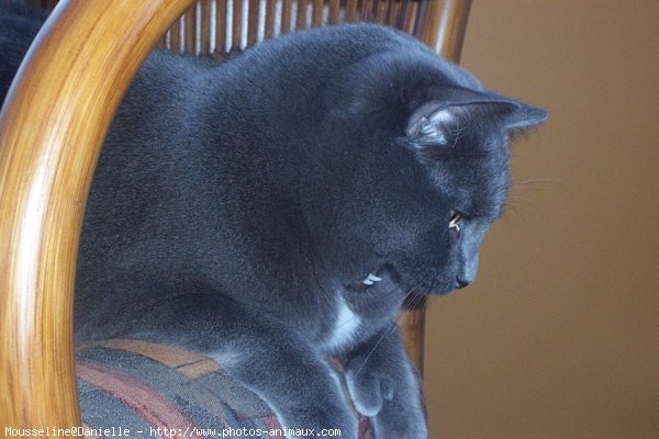 Photo de Chartreux