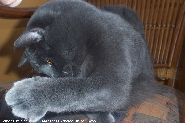 Photo de Chartreux