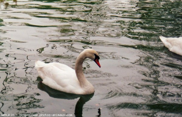 Photo de Cygne